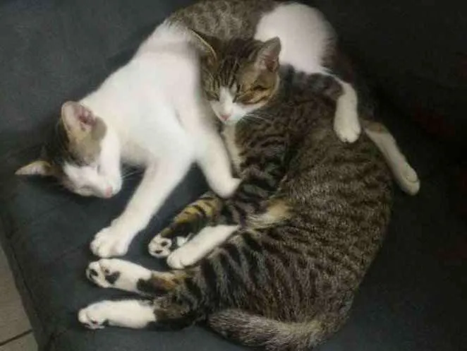 Gato ra a SRD idade 2 anos nome Fofu