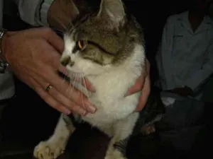 Gato raça Srd idade 1 ano nome Sem nome