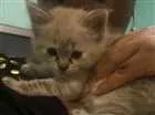 Gato raça  idade 2 a 6 meses nome Theodora e Brittany