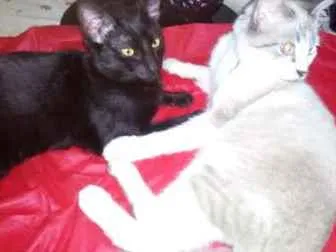 Gato ra a SRD idade 7 a 11 meses nome juca e AMORA