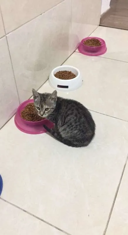 Gato ra a SRD idade 2 a 6 meses nome Mini