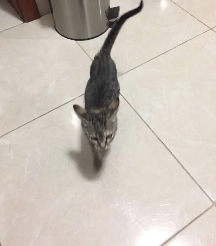 Gato ra a SRD idade 2 a 6 meses nome Mini