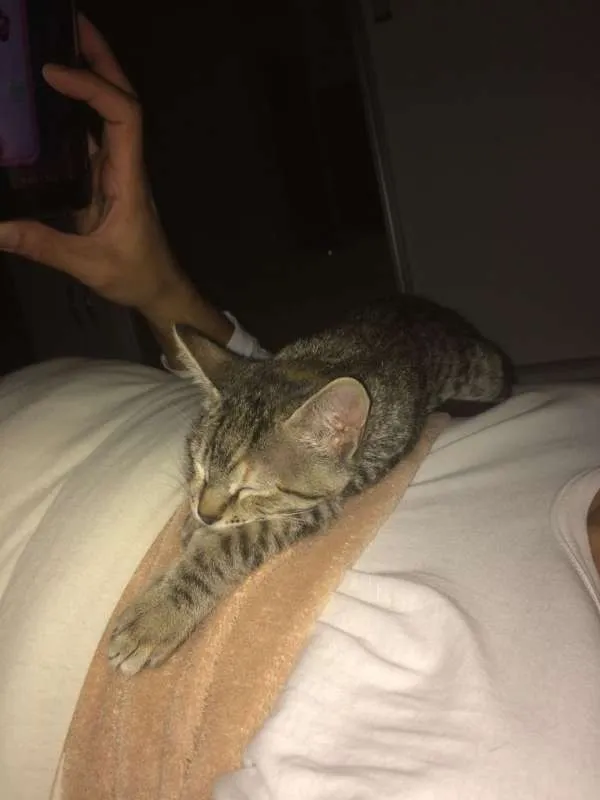 Gato ra a SRD idade 2 a 6 meses nome Mini