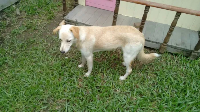 Cachorro ra a SRD idade 1 ano nome Líli