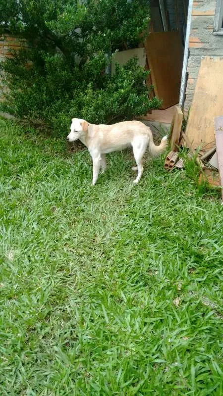 Cachorro ra a SRD idade 1 ano nome Líli