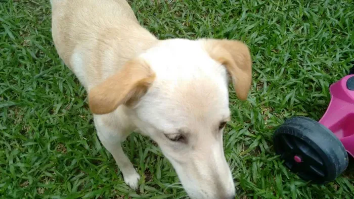 Cachorro ra a SRD idade 1 ano nome Líli