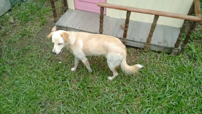 Cachorro ra a SRD idade 1 ano nome Líli