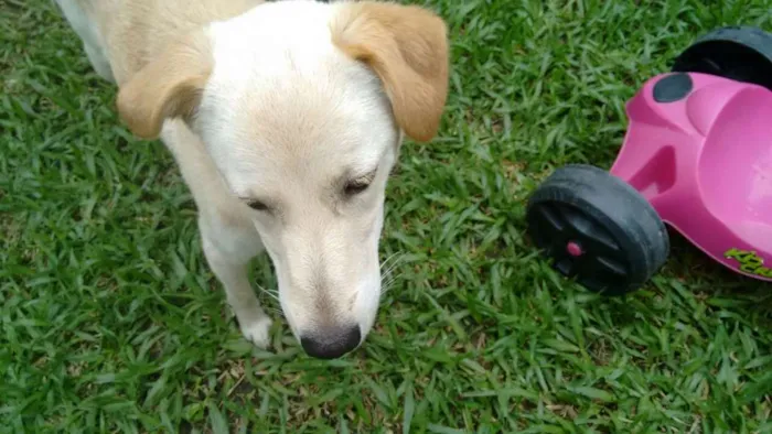Cachorro ra a SRD idade 1 ano nome Líli