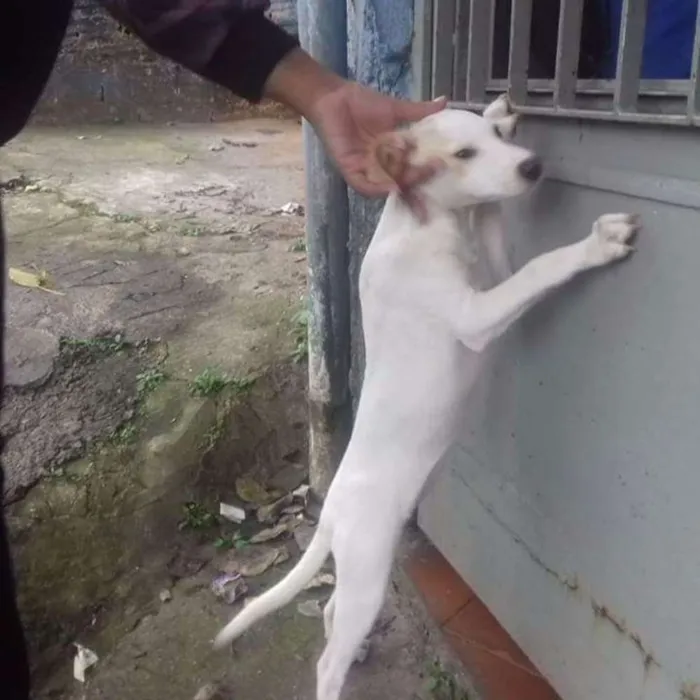 Cachorro ra a Srd idade 2 a 6 meses nome Maggie