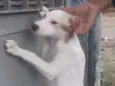 Maggie
