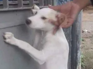 Cachorro raça Srd idade 2 a 6 meses nome Maggie