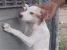 Cachorro raça Srd idade 2 a 6 meses nome Maggie