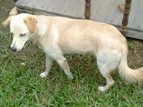 Cachorro ra a SRD idade 1 ano nome Líli