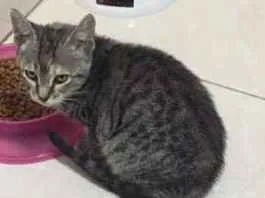 Gato raça SRD idade 2 a 6 meses nome Mini