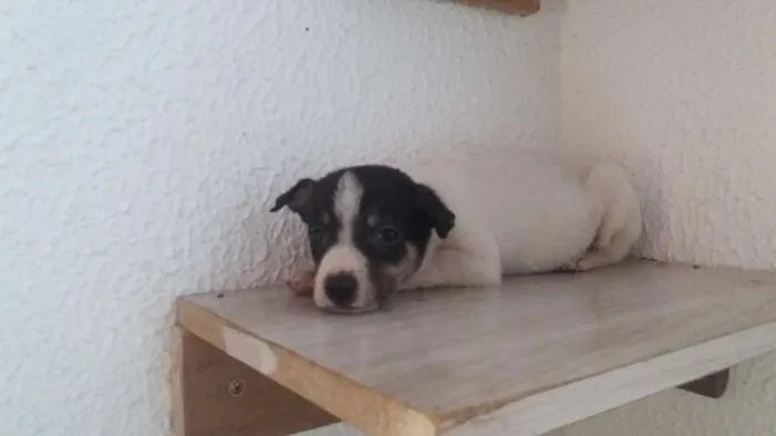 Cachorro ra a Srd idade Abaixo de 2 meses nome Ney