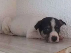 Cachorro raça Srd idade Abaixo de 2 meses nome Ney