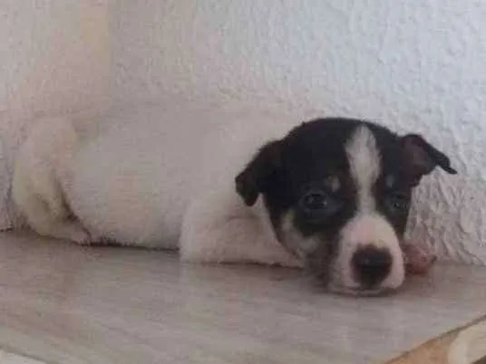 Cachorro ra a Srd idade Abaixo de 2 meses nome Ney