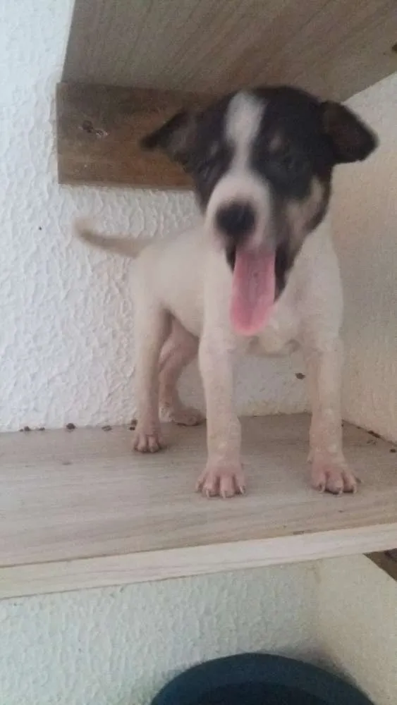 Cachorro ra a Srd idade Abaixo de 2 meses nome Ney
