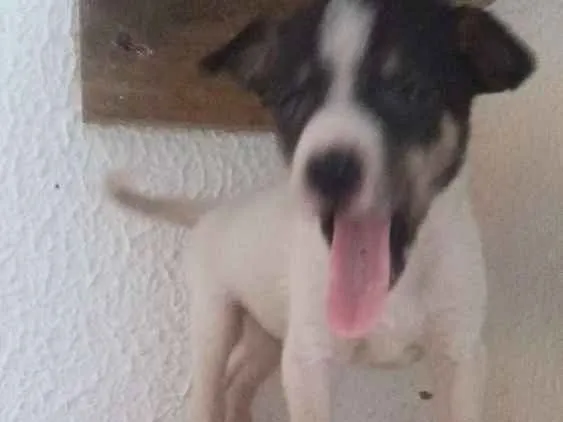 Cachorro ra a Srd idade Abaixo de 2 meses nome Ney