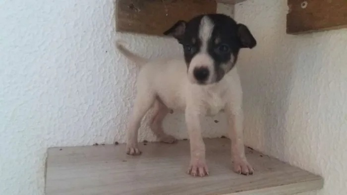 Cachorro ra a Srd idade Abaixo de 2 meses nome Ney