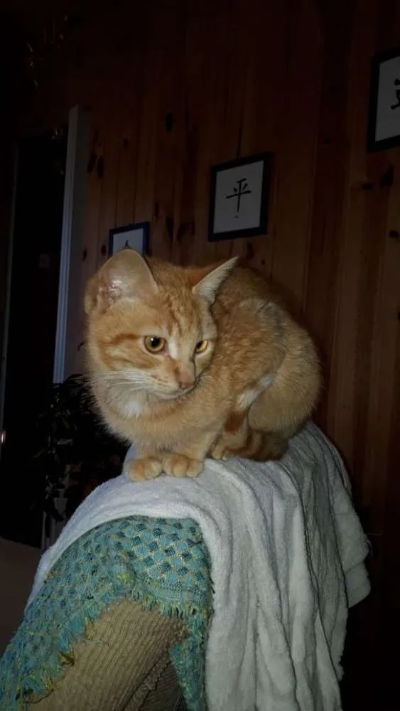 Gato ra a  idade 2 a 6 meses nome Sem nome 
