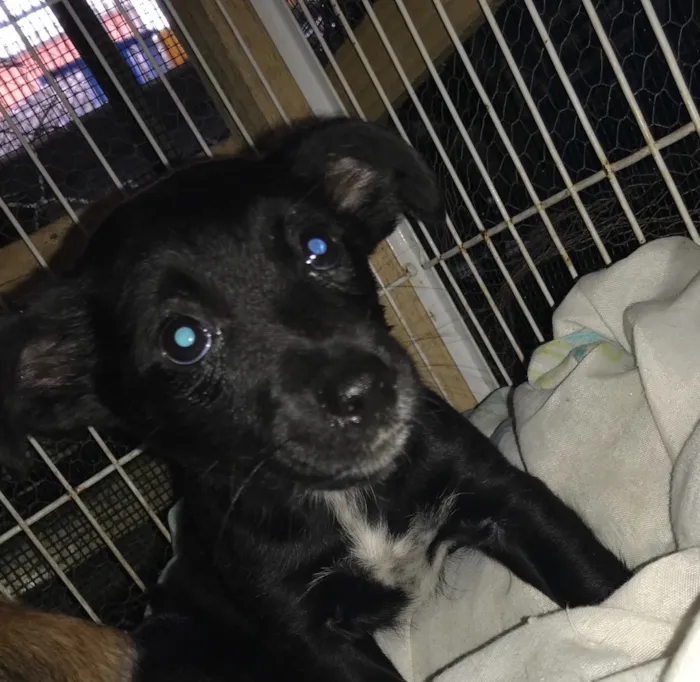 Cachorro ra a  idade Abaixo de 2 meses nome Bartholomeu e Amora