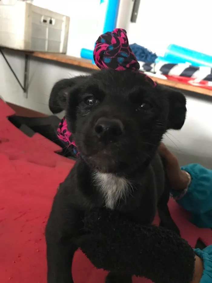 Cachorro ra a  idade Abaixo de 2 meses nome Bartholomeu e Amora