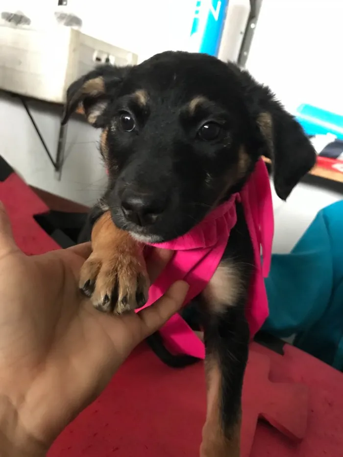 Cachorro ra a  idade Abaixo de 2 meses nome Bartholomeu e Amora