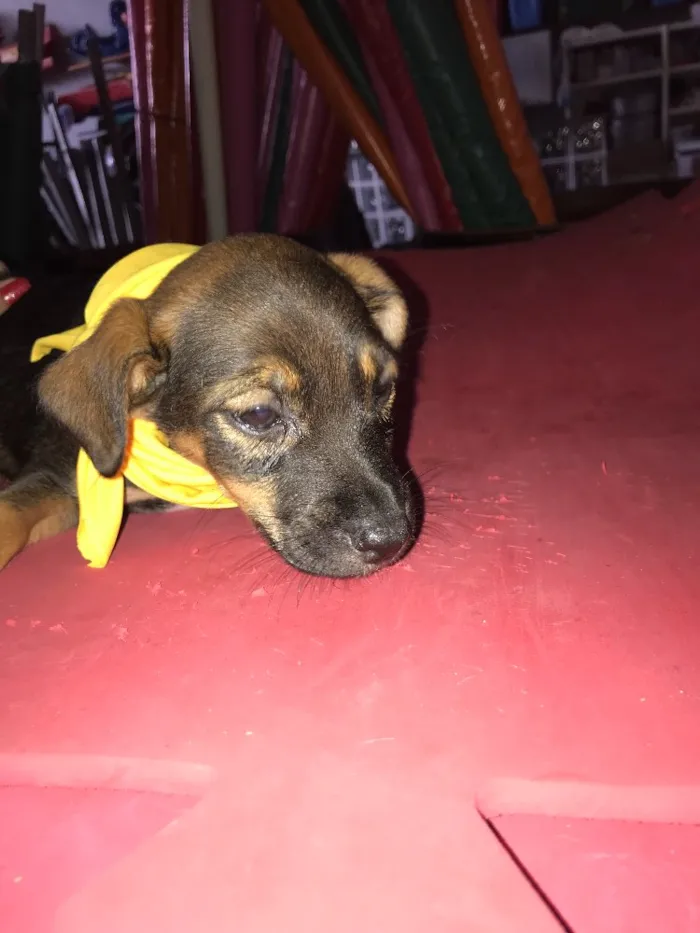 Cachorro ra a  idade Abaixo de 2 meses nome Bartholomeu e Amora