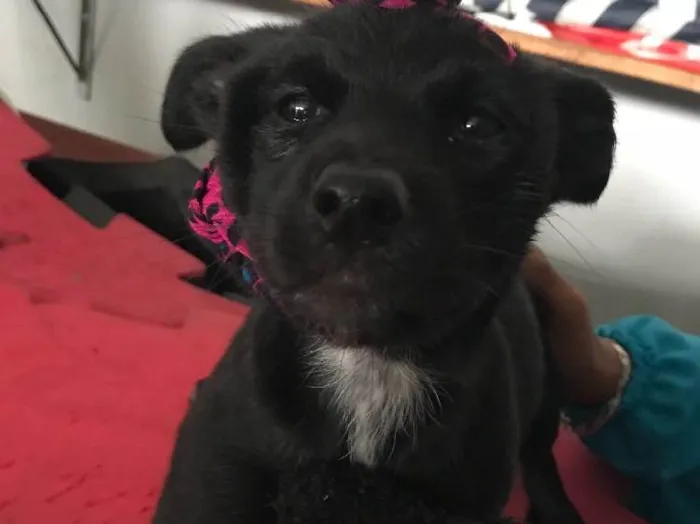 Cachorro ra a  idade Abaixo de 2 meses nome Bartholomeu e Amora