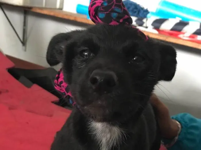 Cachorro ra a  idade Abaixo de 2 meses nome Bartholomeu e Amora