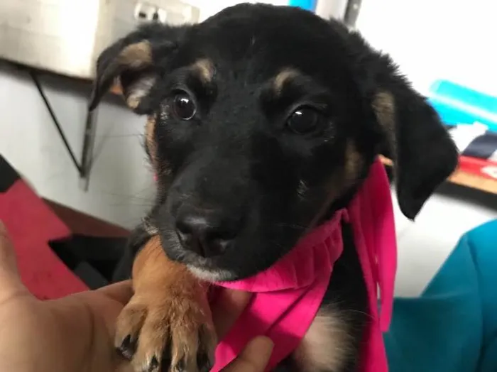 Cachorro ra a  idade Abaixo de 2 meses nome Bartholomeu e Amora