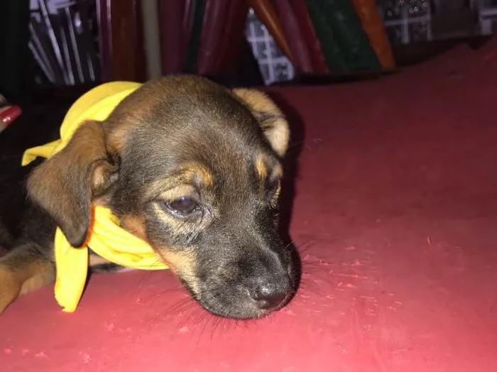 Cachorro ra a  idade Abaixo de 2 meses nome Bartholomeu e Amora
