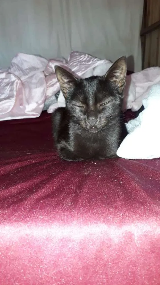 Gato ra a  idade 2 a 6 meses nome Sem nome 