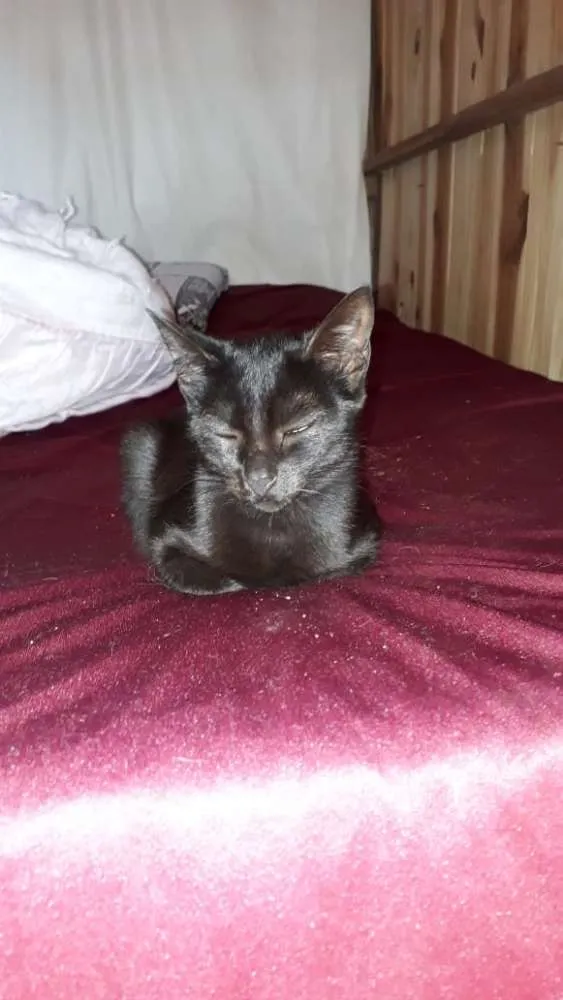 Gato ra a  idade 2 a 6 meses nome Sem nome 