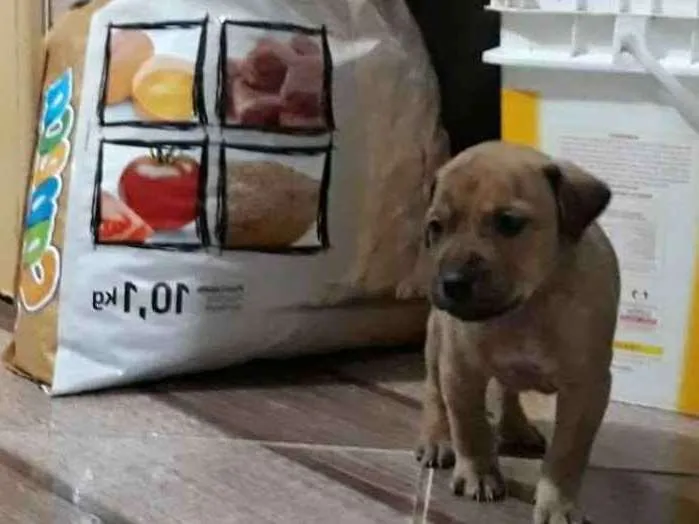 Cachorro ra a srd idade Abaixo de 2 meses nome filhotes