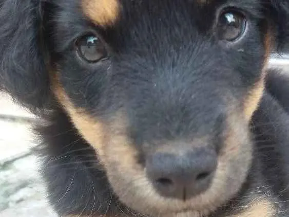 Cachorro ra a Vira-lata idade 2 a 6 meses nome Amélia