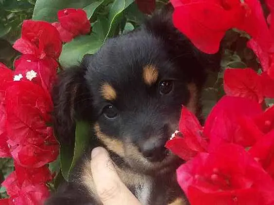 Cachorro ra a Vira-lata idade 2 a 6 meses nome Amélia