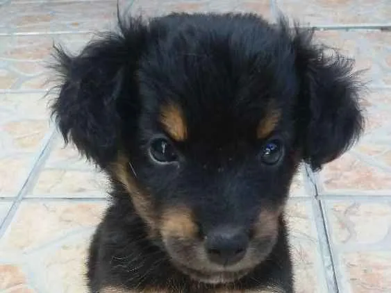 Cachorro ra a Vira-lata idade 2 a 6 meses nome Amélia