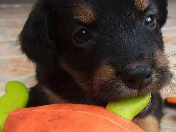 Cachorro ra a Vira-lata idade 2 a 6 meses nome Amélia