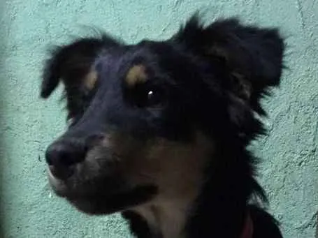 Cachorro ra a Vira-lata idade 2 a 6 meses nome Amélia