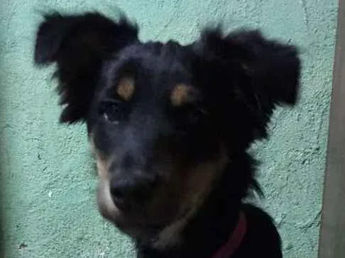 Cachorro ra a Vira-lata idade 2 a 6 meses nome Amélia