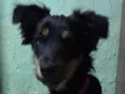 Amélia