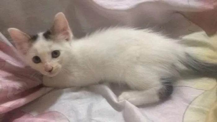 Gato ra a vira-lata idade Abaixo de 2 meses nome sem nome