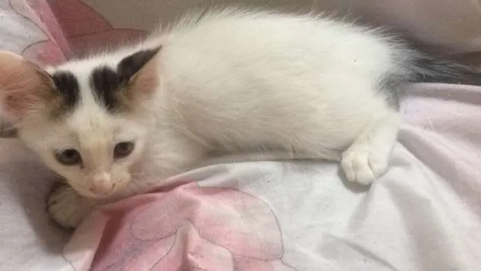 Gato ra a vira-lata idade Abaixo de 2 meses nome sem nome