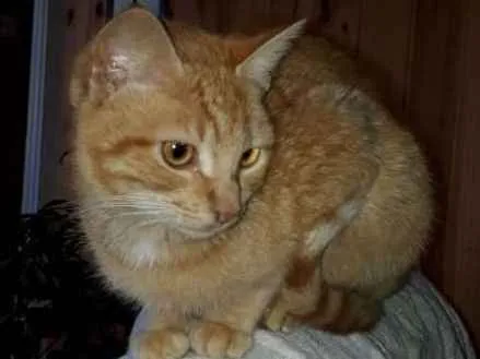 Gato ra a  idade 2 a 6 meses nome Sem nome 