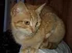 Gato raça  idade 2 a 6 meses nome Sem nome 