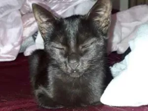 Gato raça  idade 2 a 6 meses nome Sem nome 