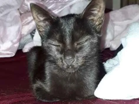 Gato ra a  idade 2 a 6 meses nome Sem nome 