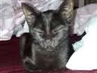 Gato raça  idade 2 a 6 meses nome Sem nome 